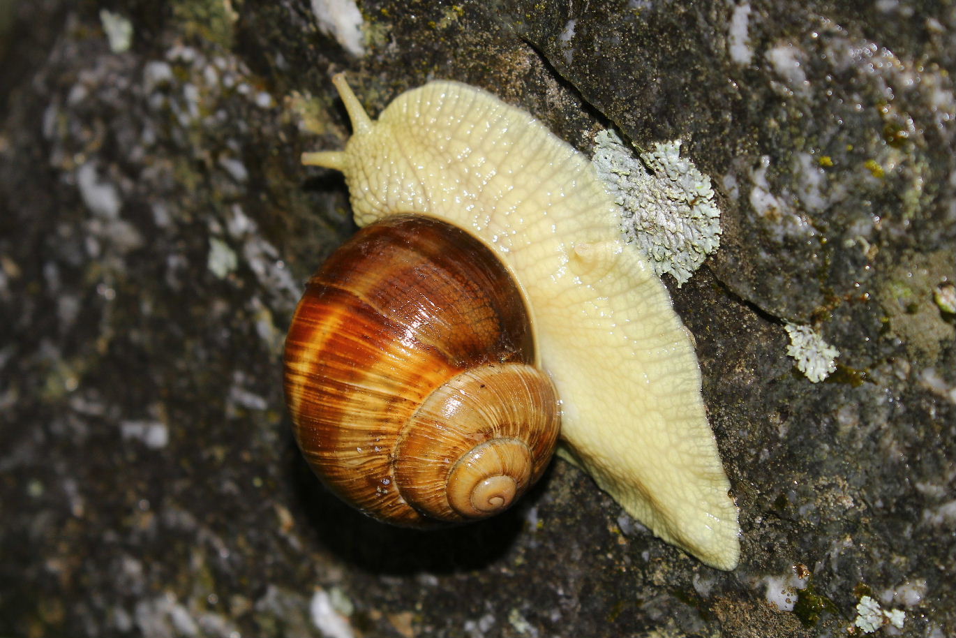Chiocciole da determinare